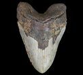 Huge, Megalodon Tooth - North Carolina #66099-1